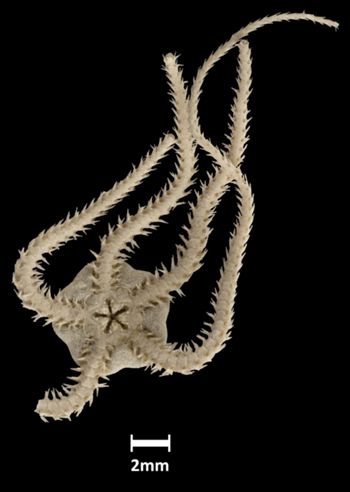 Media type: image;   Invertebrate Zoology OPH-1302 Aspect: ventral